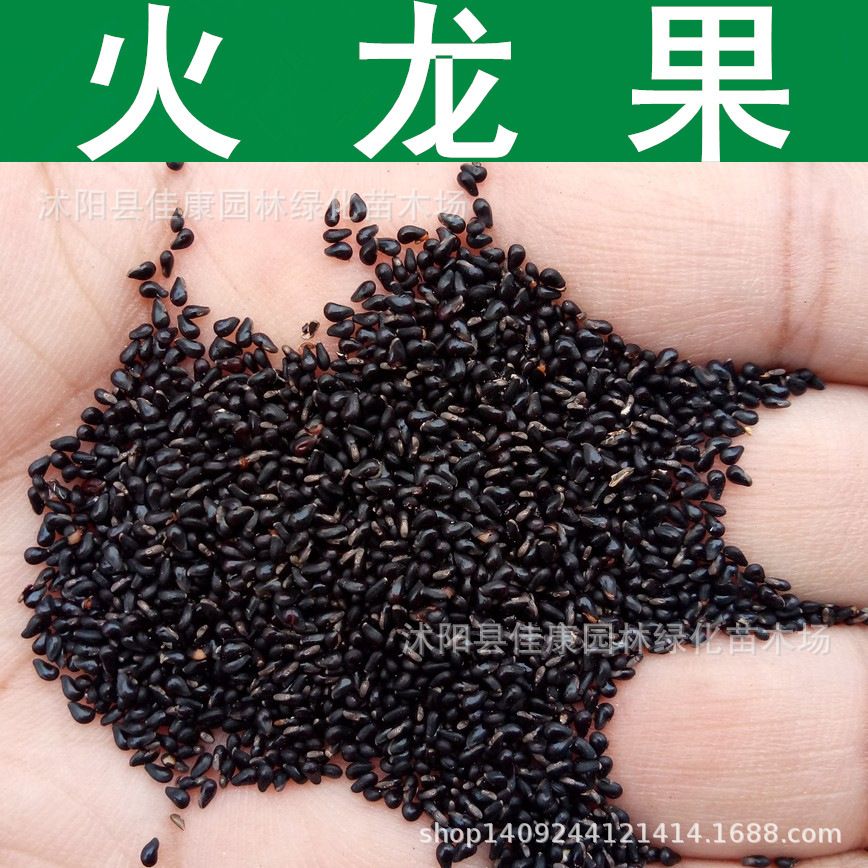 火龙果种子 红龙果种子 青龙果 仙蜜果 火龙果籽