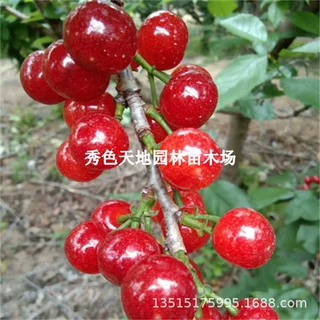 正宗四川樱桃红妃樱桃当年结果嫁接苗樱桃树苗提供种植技术指导