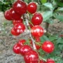 四川提供正宗种植树苗