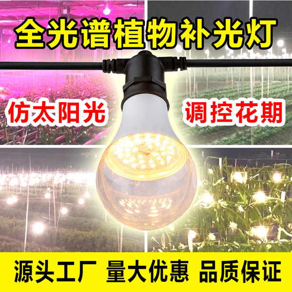 LED fill light