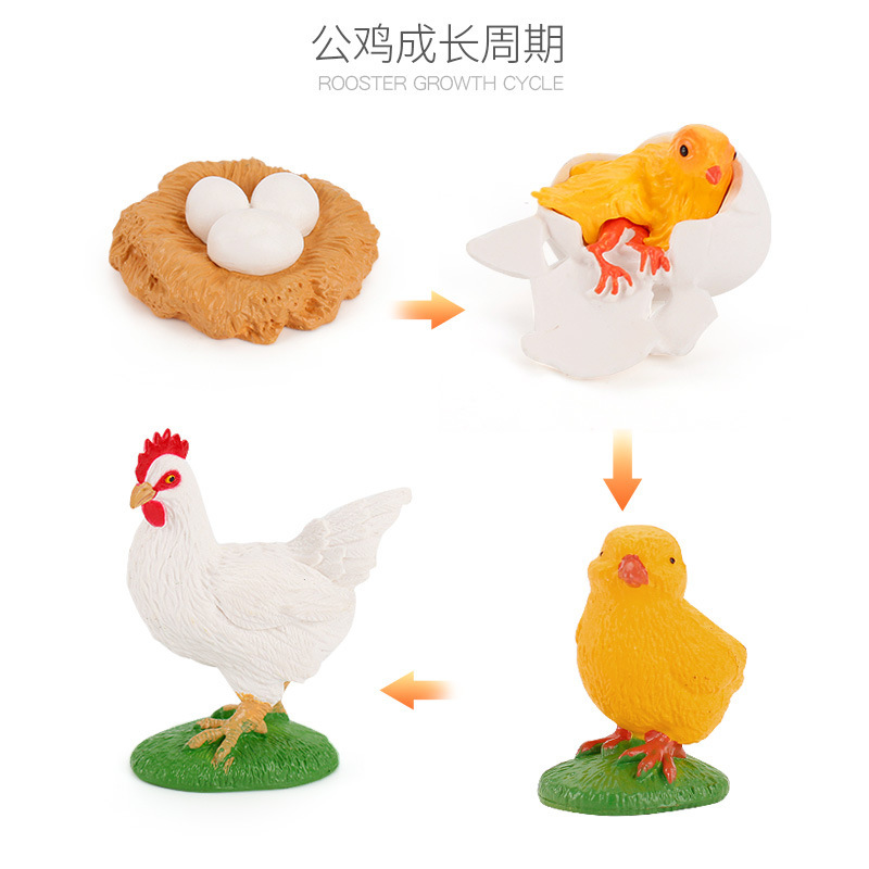 Ciencia y educación transfronterizas para niños Simulación cognitiva Ciclo de crecimiento de plantas y animales Juguetes Gallo Gallo modelo de cisne blanco y negro