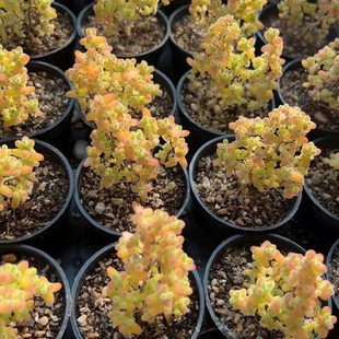 Succulent Plant Rice Capsules Branch Apricot Sugar Ball Succulent Plant Office Desktop Super Cute Succulent Flower