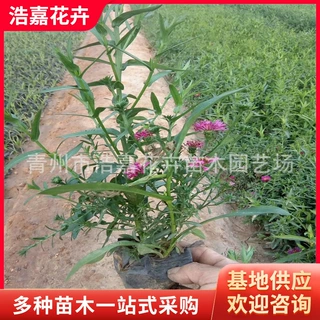 荷兰菊 多芽荷兰菊 多年生花期长 紫菀花海绿化