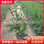花海多年生绿化花期荷兰菊