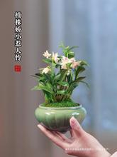 办公室绿植室内盆栽桌面花卉带花淡香迷你秋冬兰花植物石斛兰香水