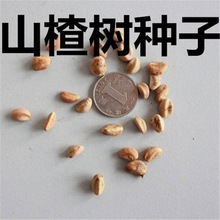 羳؛ɽ高N ɽɽtNɽֹᗗNӼt