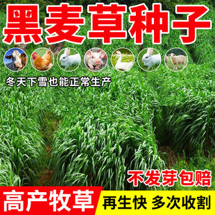 �����ݷN���ӷN���������ݷN�������Bֳ�ݷN�u��ţ���~�ݷN���ļ�