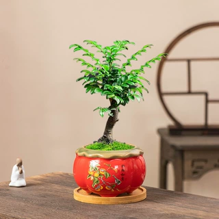 中式小叶紫檀花盆个性复古柿柿如意家用禅意桌面绿植盆栽摆件带托