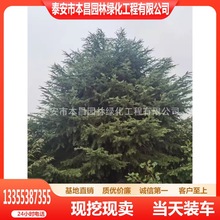 北京涿州供应3 -5 -8- 9米 雪松树苗价格 工程绿化苗 落地冠雪松