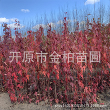 ���l��l�ʲ��NС�����Ǘ����煲�����Ǘ��վG���^�p�G�h�籭����