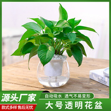 大号高透明花盆 金鱼缸水培绿植塑料容器 花盆大号食品级PET花瓶