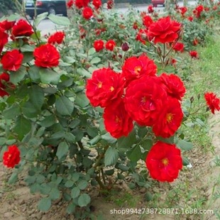 �������l�tñ�¼�С�箔���_���ر������¼���ͥԺ���@�G����ľ