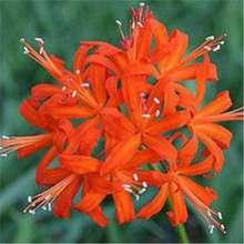 ���羳��؛���˰����N�� ʯ��N������ɳ�A�N�������_�A�N���ɫ