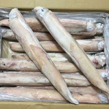 东山岛手钓鱿鱼 本港大管火箭鱿鱼商用船冻鲜鱿1-2斤一条