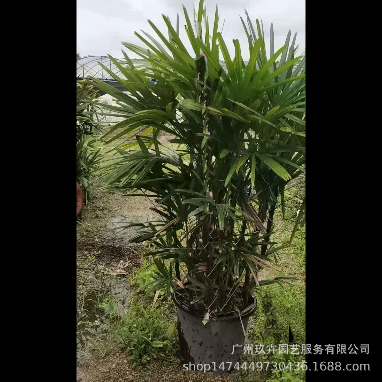 Коричневый бамбуковый чехол Сеялка Наблюдательный чехол для листьев Сеялка Сад в горшке Гостиная Парк Пейзаж Вечнозеленое зеленое растение Вечнозеленое все сезоны