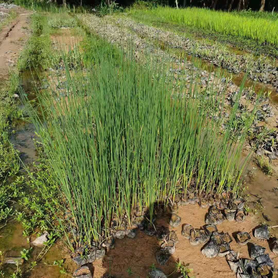 老品种水葱种子水葱草野生水葱苗青叶水葱花叶水葱种子水生植物