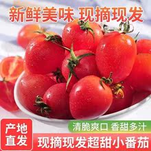 雲南元謀聖女果新鮮水果當季小番茄櫻桃西紅柿小西紅柿孕婦水果