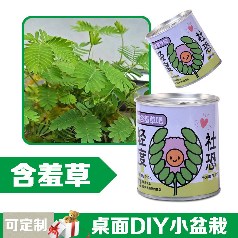 Plantas verdes pequeñas plantas mágicas de oficina mini escritorio para niños plantando plantas enlatadas caja ciega regalos al por mayor image 17