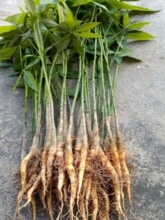 �lؔ��ԭ������]������[������]�p�Ӱlؔ�������҃ȾGֲ�����՚�