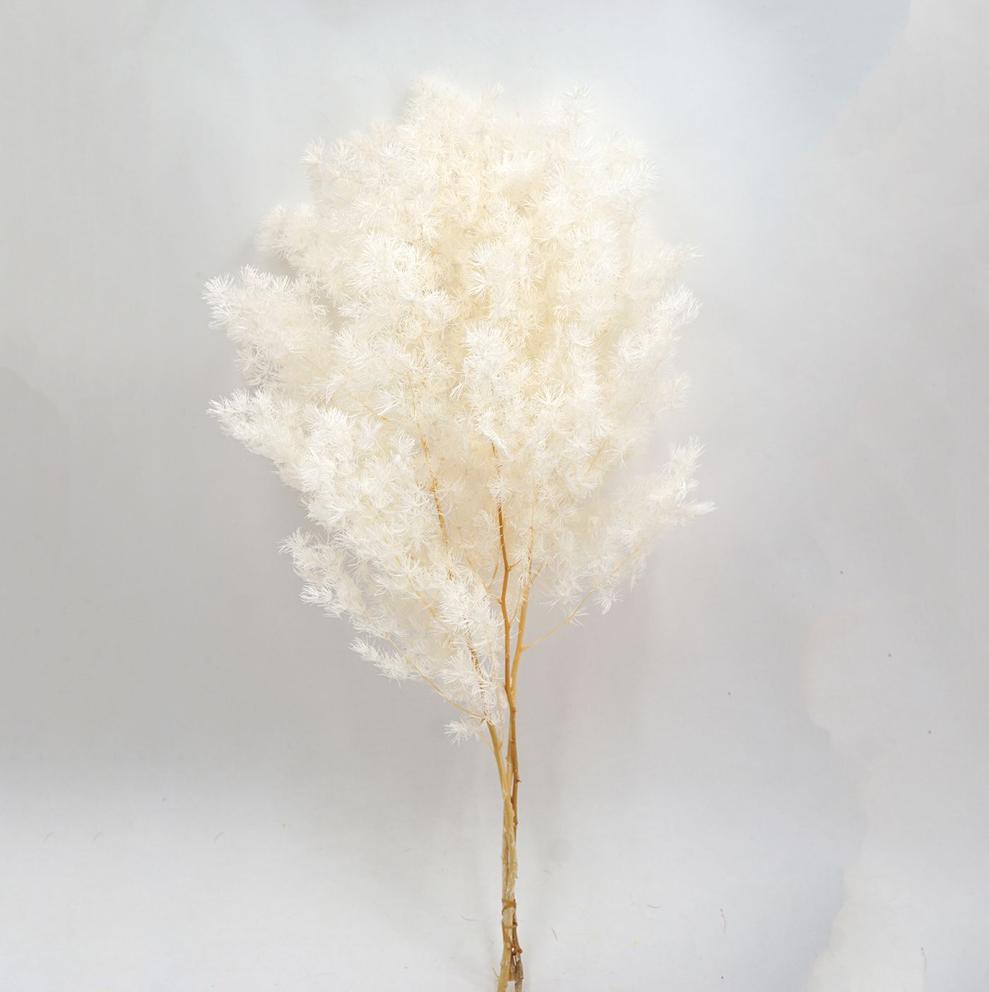 Pino Penglai flor eterna Navidad Pino preservado flor seca ramo Yunnan flor decoración del hogar Accesorios de tiro