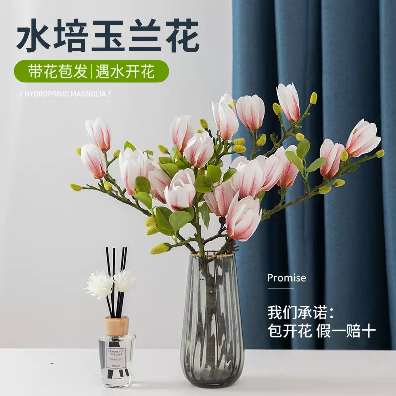 水培植物玉兰花鲜花云南基地直发室内好养耐寒鲜切枝家用花束花卉