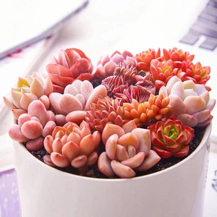 Wholesale Luxury Package Combination Super Cute Indoor Green Plants Florals Jade Dew Peach Egg Ruby Succulent Plants Free Shipping