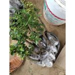 四川金弹子盆景母苗可挂果带造型绿植花卉四季常青结果