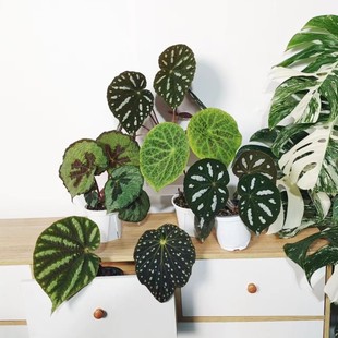 Native Blue Light Begonia Collection Silk Type Peacock Starry Sky Indoor Flower Pot Green Plant Potted Wang Xiansen with Pot