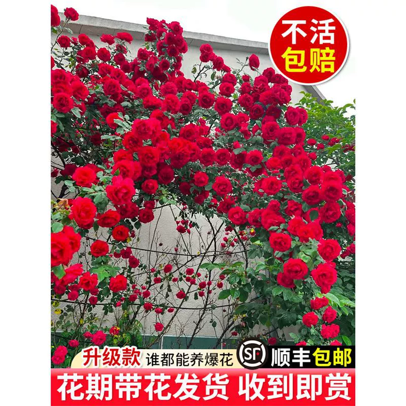 Розовые саженцы, вьющиеся розы, четырехсезонные цветы, большие саженцы в горшках, уличный двор, очень большие цветочные растения, саженцы роз