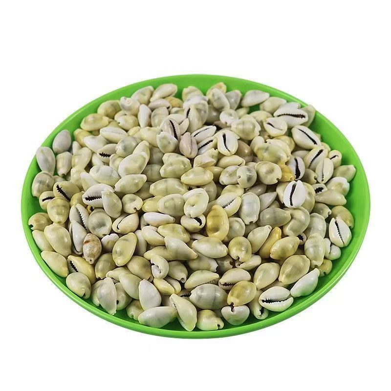 Conchas de caracoles naturales vendidas por kilogramo de cangrejos de estrellas de mar reemplazar conchas acuarios paisajísticos botellas a deriva materiales de pintura a mano