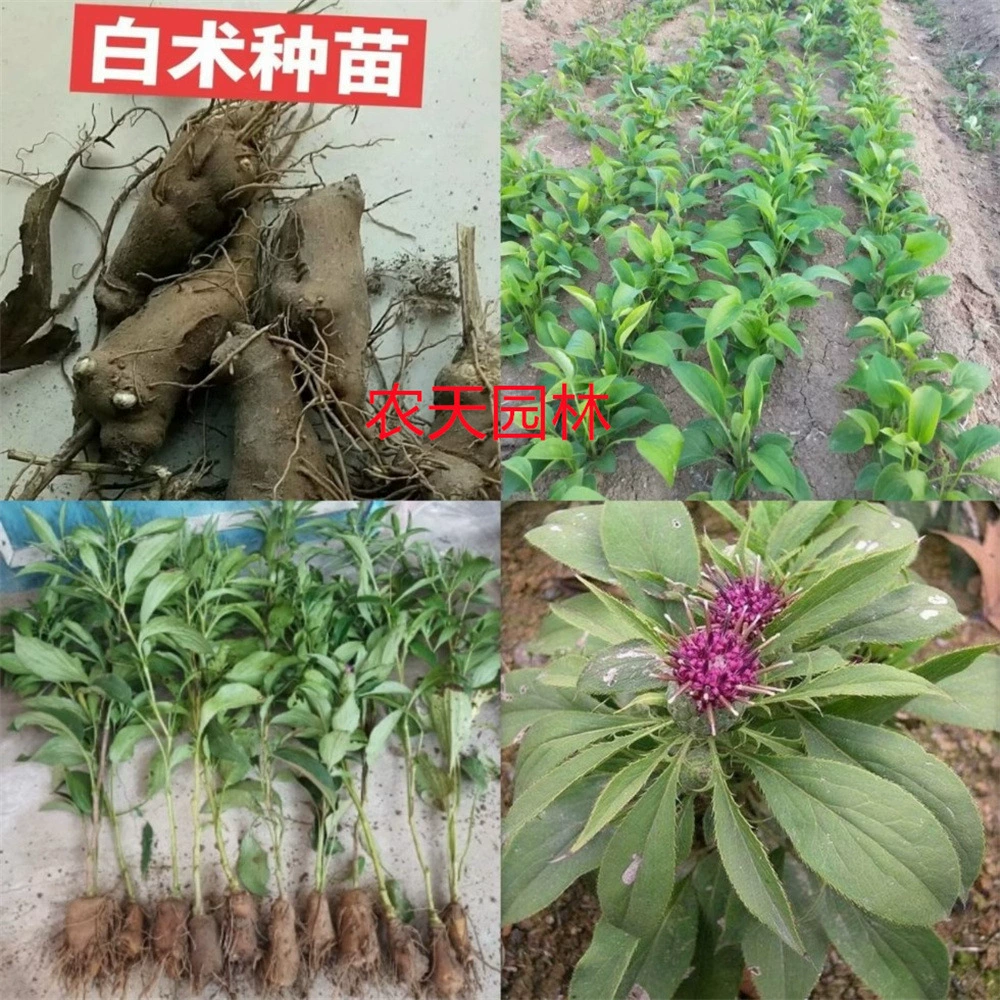 Улучшенные саженцы Атрактилодес на один год, свежие саженцы Атрактилодес для посадки, маленькие саженцы Атрактилодес, новые саженцы Атрактилодес