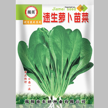 揭美速生萝卜苗菜种子 蔬菜种子 短叶早萝卜苗菜种子 原装20克