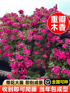 Redwood Fragrant Seedlings Bloom in All Seasons, Climbing Vines, Outdoor Thornless Sweet Woody Flower Saplings, Cold-Resistant and Heat-Resistant Old Piles