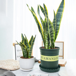 Phnom Penh Tiger Orchid in the Office Living Room Easy-To-Live Plants Green Plant Potted Tall and Short Tiger Tail Orchid Easy to Grow Florals