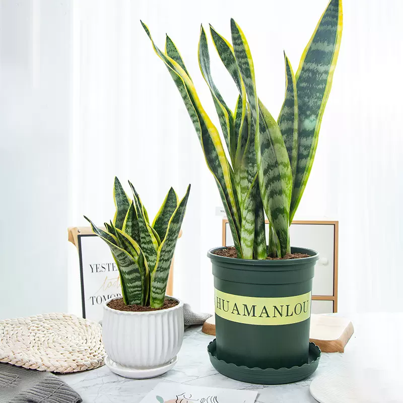 金边办公室内客厅易活植物绿植盆栽高脚矮脚虎尾兰好养花卉耐阴