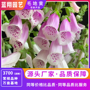 Genuine Yellow Seeds, Digitalis Refers to Top Flower, Golden Bell, Easy-To-Live Outdoor Planting, Ornamental Garden Flower Seeds for All Seasons