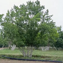 辽宁苗圃蒙古栎辽东栎丛生蒙古栎小区园区绿化秋季叶子红色适合观