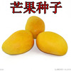 Mango seeds Mango Fruit Tree Seed Concubine Mang Yin Dry treatment Mango seeds watching fruit seeds