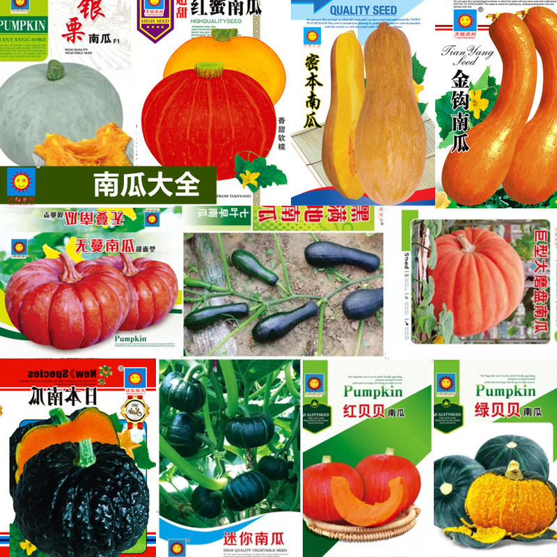 Vegetable Seeds Wholesale Seeds Beibei Pumpkin Seeds Honey Sweet Chestnut Street Stall First-Class Source Manufacturer Rapeseed Seeds
