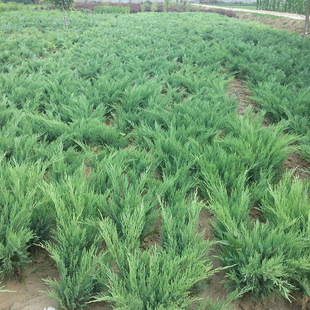 High-Quality Creeping Juniper for Landscaping Projects, Creeping Juniper Seedlings for Year-Round Evergreen Landscaping
