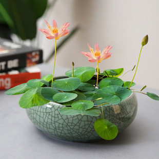 中式哥窯碗蓮專用水培花盆陶瓷家用陽台一葉蓮水養器皿氛圍感擺件