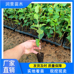 �����r�I �޽Ӱ���������ľ�� Ó��������6̖ 12̖17̖ Y1 K5