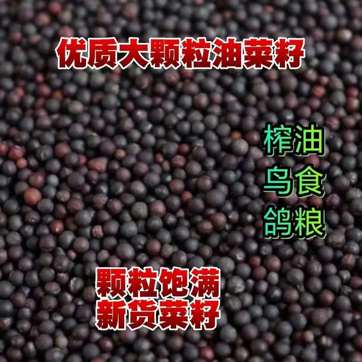 当季新货油菜籽可榨油观赏种子鸽鸟粮大量现货五谷杂粮一件代发