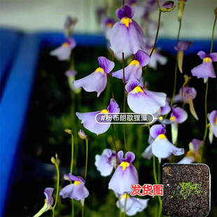 ˮ��������~С�����ڶ���С������ʳ�xֲ��������ָ׾����ֲ��