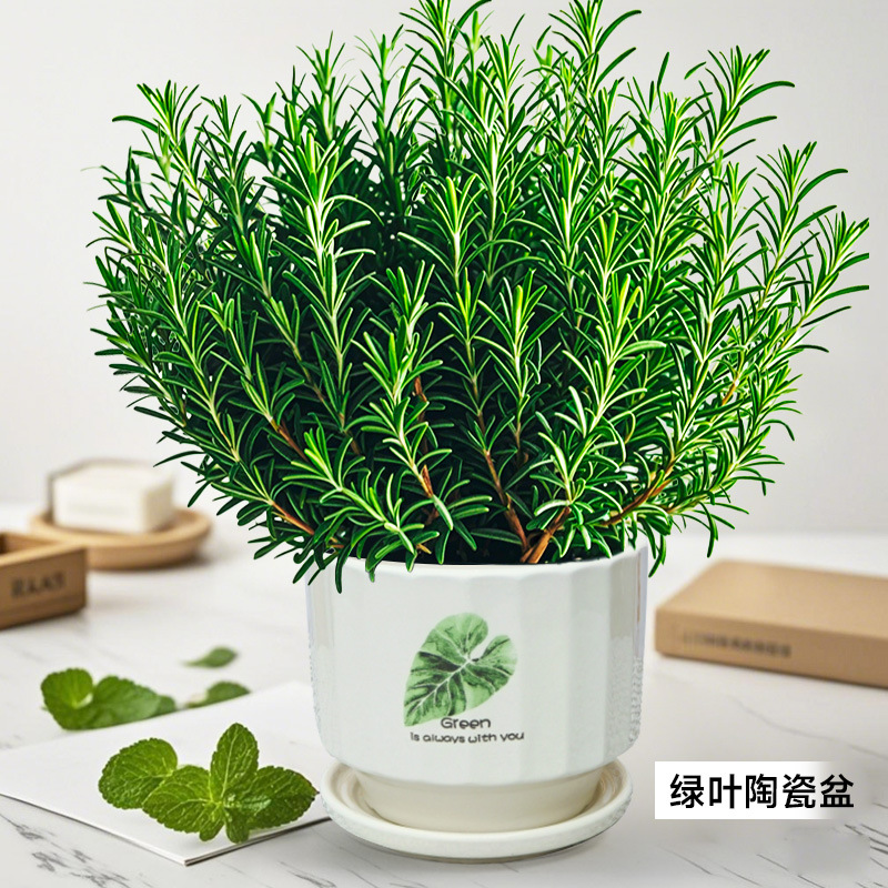 Pote grande de alecrim especial de grau A (pote de cerâmica de folhas verdes) vem com fertilizante especial