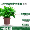 180 Green Loostel Popular Flower Wholesale Hydroponic Green Ruluo indoor green plants small green pupa removed formaldehyde small potted plants