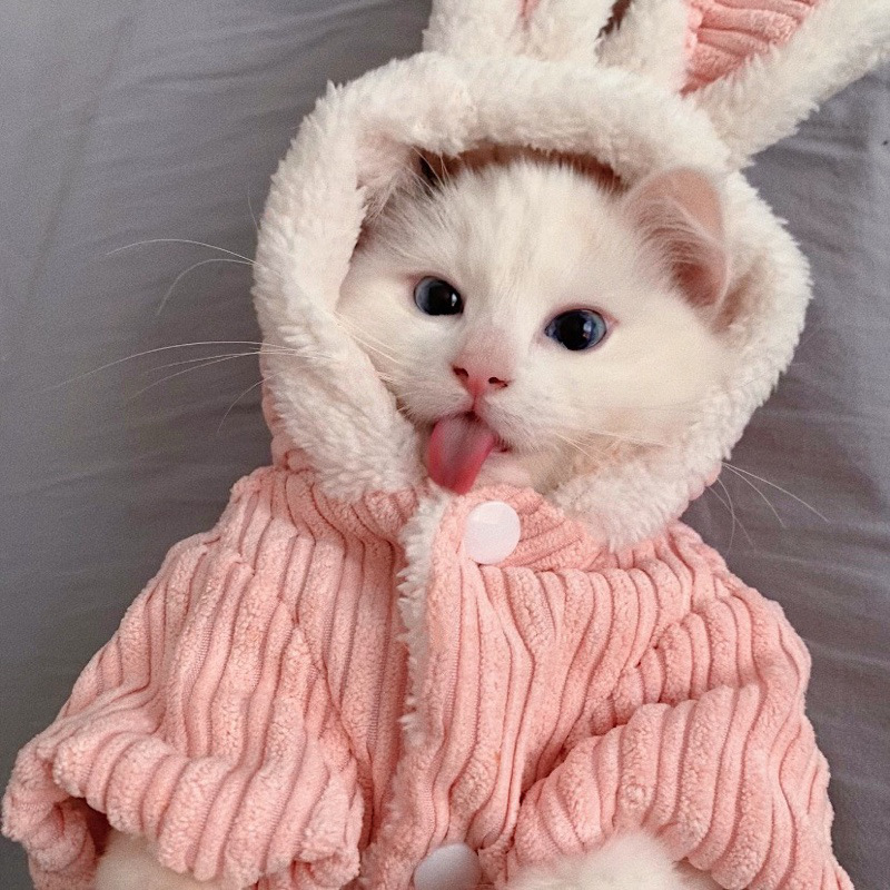 可爱搞怪装兔耳装秋冬猫咪服饰中小型犬泰迪加绒冬天棉衣宠物衣服