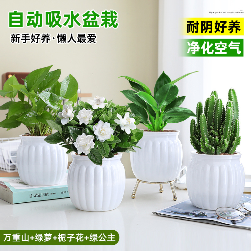 [특별 제공 화분 4개] 완중산 + 포토스 + 치자나무 + 그린 프린세스