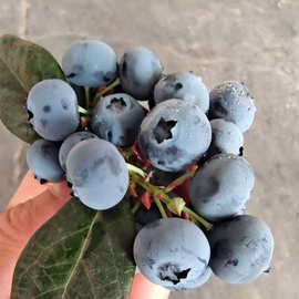 新疆蓝莓果树苗木批发采购价格图片嫁接优质兔眼蓝莓果苗