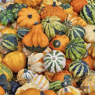 С�Ϲ�С�Ϲ�����ī�����^�p�߲�ī������J�[���bS��ֱ��̫��